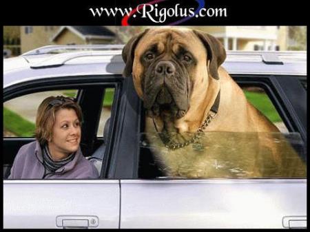 chien